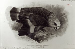 Loro Amazónico de Guilding, ilustración de 